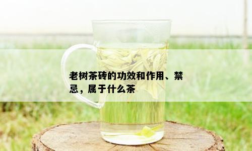 老树茶砖的功效和作用、禁忌，属于什么茶