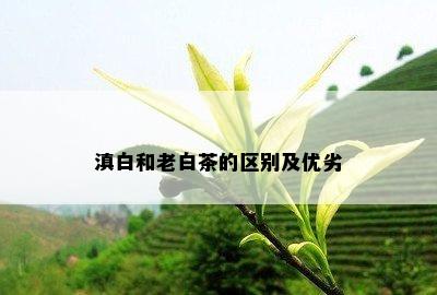 滇白和老白茶的区别及优劣