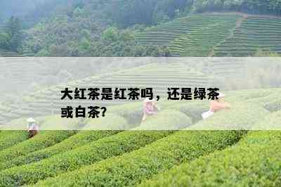 大红茶是红茶吗，还是绿茶或白茶？