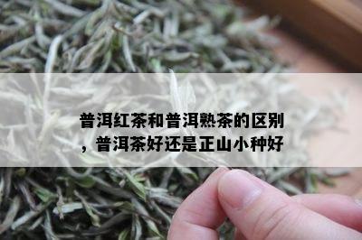 普洱红茶和普洱熟茶的区别，普洱茶好还是正山小种好
