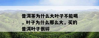 普洱茶为什么大叶子不能喝，叶子为什么那么大，买的普洱叶子很碎