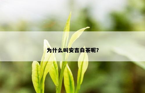 为什么叫安吉白茶呢？