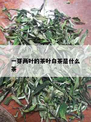 一芽两叶的茶叶白茶是什么茶