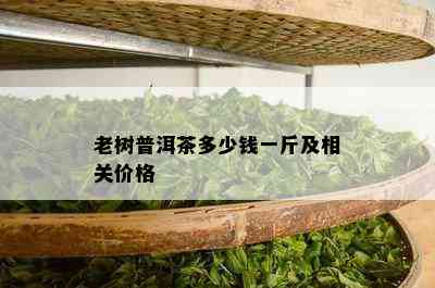 老树普洱茶多少钱一斤及相关价格