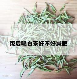 饭后喝白茶好不好减肥