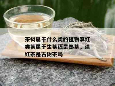 茶树属于什么类的植物滇红类茶属于生茶还是熟茶，滇红茶是古树茶吗