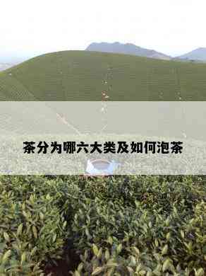 茶分为哪六大类及如何泡茶