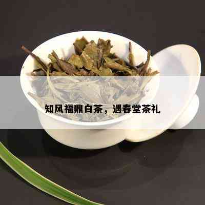 知风福鼎白茶，遇春堂茶礼