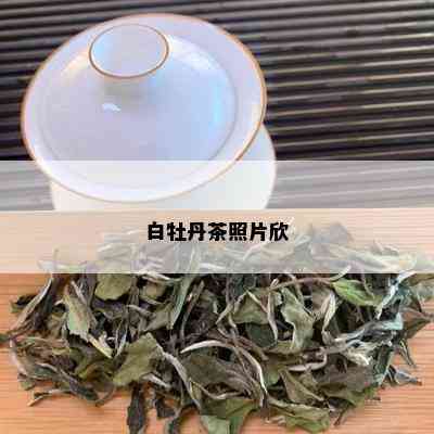 白牡丹茶照片欣