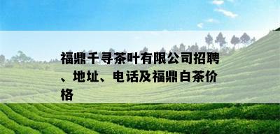 福鼎千寻茶叶有限公司招聘、地址、电话及福鼎白茶价格