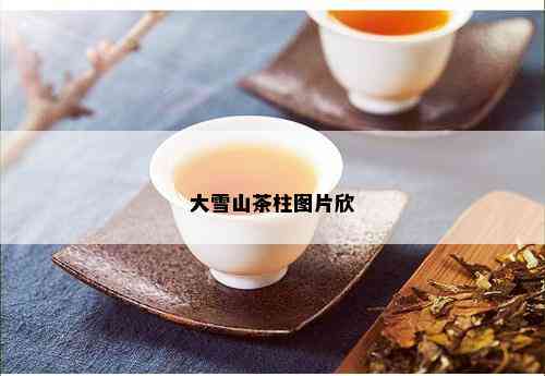 大雪山茶柱图片欣