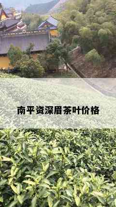 南平资深眉茶叶价格