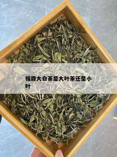 福鼎大白茶是大叶茶还是小叶