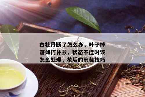 白牡丹断了怎么办，叶子掉落如何补救，状态不佳时该怎么处理，花后的剪裁技巧