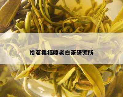 拾茗集福鼎老白茶研究所