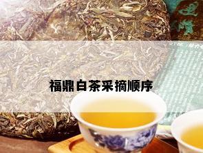 福鼎白茶采摘顺序