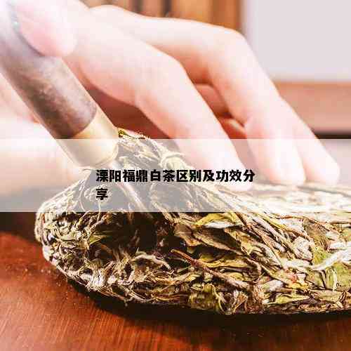 溧阳福鼎白茶区别及功效分享