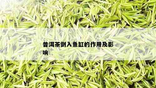 普洱茶倒入鱼缸的作用及影响