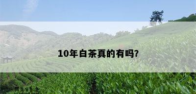 10年白茶真的有吗？