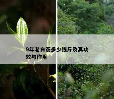 9年老白茶多少钱斤及其功效与作用