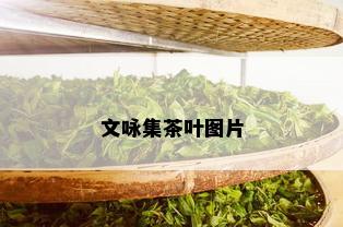 文咏集茶叶图片