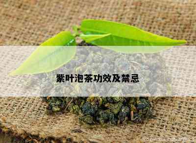 紫叶泡茶功效及禁忌