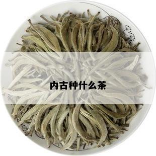 内古种什么茶