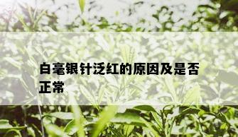 白毫银针泛红的原因及是否正常