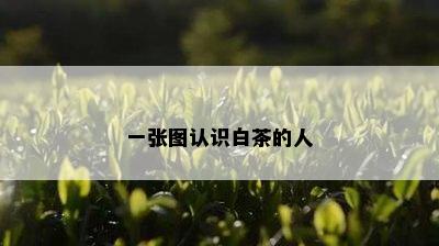 一张图认识白茶的人