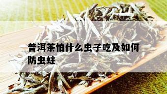 普洱茶怕什么虫子吃及如何防虫蛀