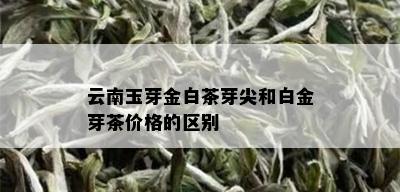 云南玉芽金白茶芽尖和白金芽茶价格的区别