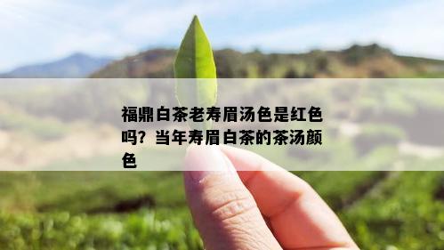 福鼎白茶老寿眉汤色是红色吗？当年寿眉白茶的茶汤颜色