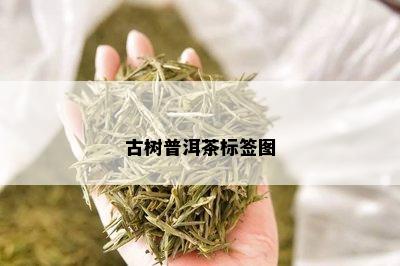 古树普洱茶标签图