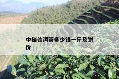 中档普洱茶多少钱一斤及饼价