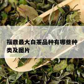 福鼎更大白茶品种有哪些种类及图片