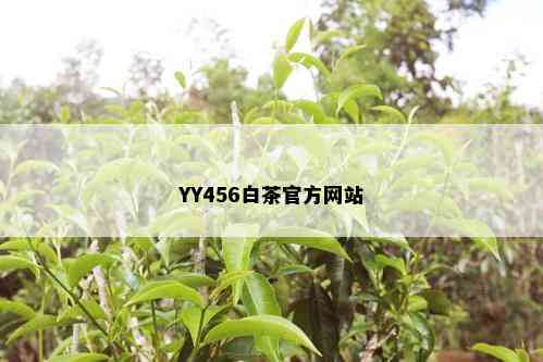 YY456白茶官方网站