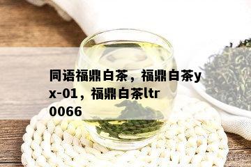 同语福鼎白茶，福鼎白茶yx-01，福鼎白茶ltr0066