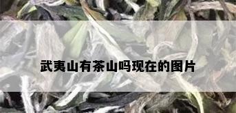 武夷山有茶山吗现在的图片