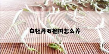 白牡丹石榴树怎么养