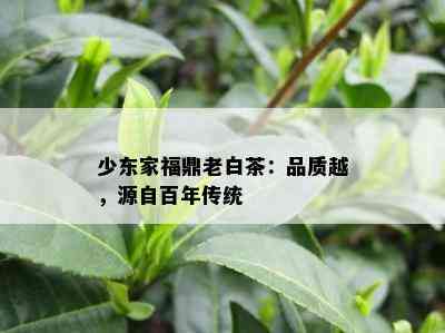 少东家福鼎老白茶：品质越，源自百年传统