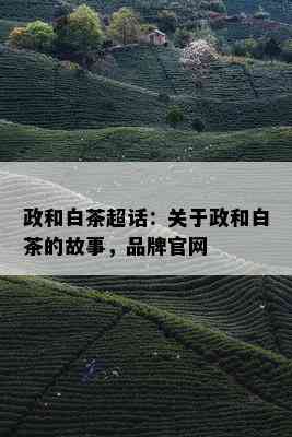 政和白茶超话：关于政和白茶的故事，品牌官网