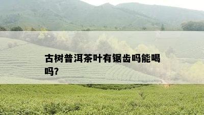 古树普洱茶叶有锯齿吗能喝吗？