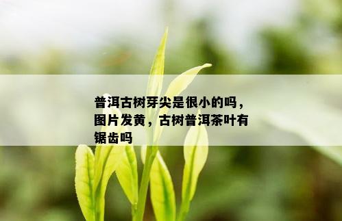 普洱古树芽尖是很小的吗，图片发黄，古树普洱茶叶有锯齿吗