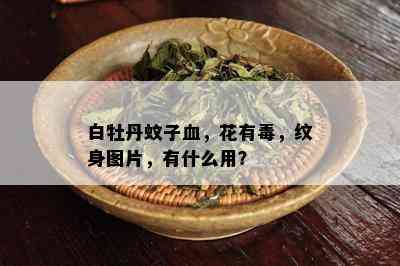 白牡丹蚊子血，花有，纹身图片，有什么用？