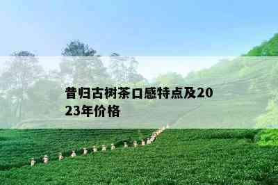 昔归古树茶口感特点及2023年价格