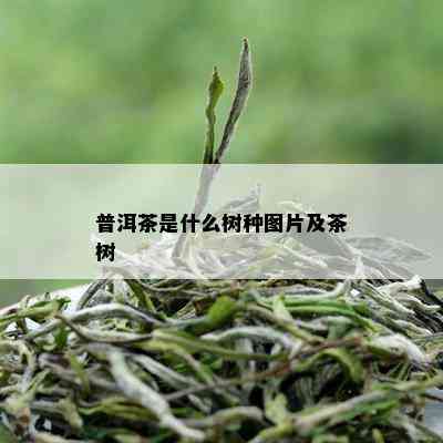 普洱茶是什么树种图片及茶树