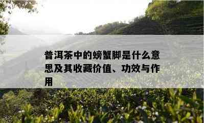 普洱茶中的螃蟹脚是什么意思及其收藏价值、功效与作用