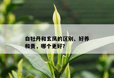 白牡丹和玄凤的区别、好养和贵，哪个更好？