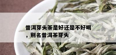 普洱芽头茶是好还是不好喝，别名普洱茶芽头