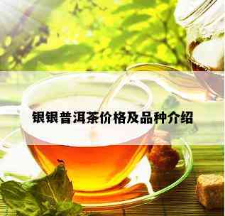 银银普洱茶价格及品种介绍